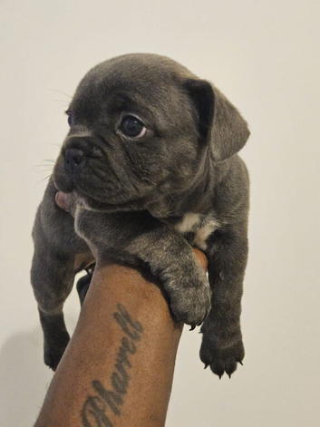 fluffy frenchie ( ready in 2 weeks ) &pound;1200 ONO