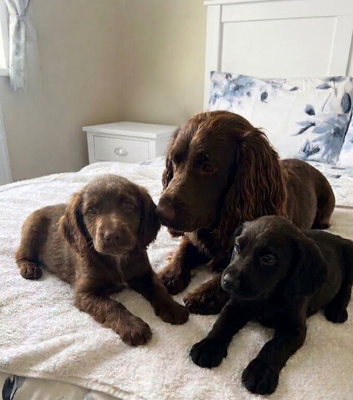 Beautiful cocker spaniel puppies
