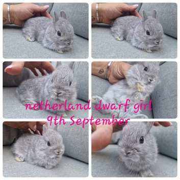 Netherland dwarf babies