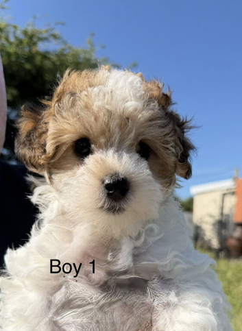 Beautiful Maltipoo puppy is still available and ready for a loving home