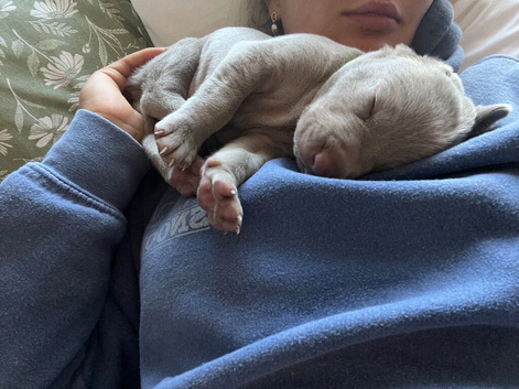 Long & Short Haired Weimaraner KC Reg