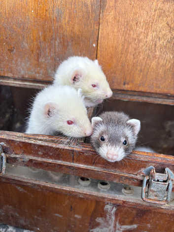 Ferret babies