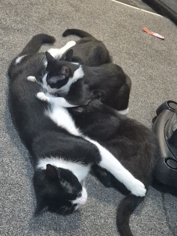 Beautiful female black and white kitten