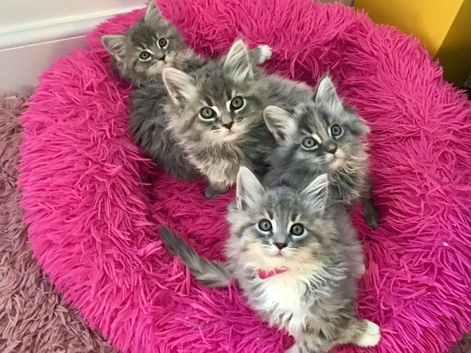 Well handled, confident cuddly Maine coon kittens