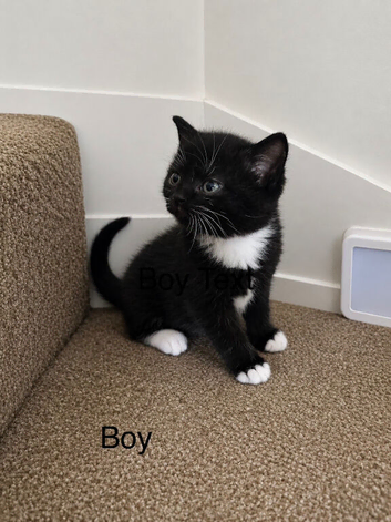bristish shorthair mix kittens