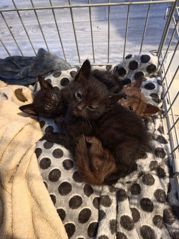 Siamese X British shorthaired kittens available. Payment plan accepted till ready.