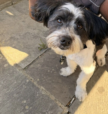 Loving, Friendly & Well-Trained Dog Looking for a New Home