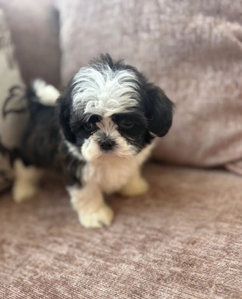 Beautiful Shih Tzu puppies