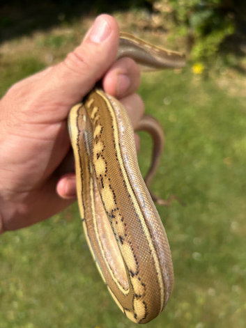 Dwarf phantom genetic stripe het albino