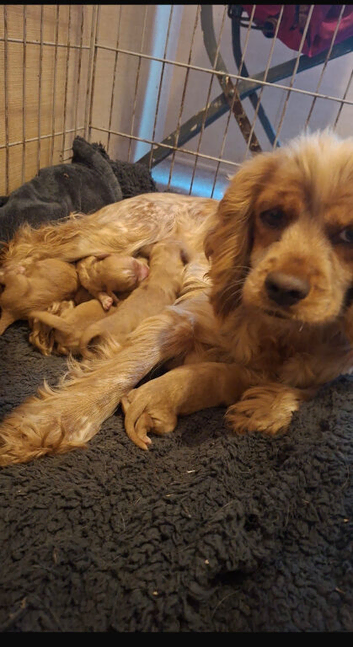 Cockapoo puppies looking for there forever homes