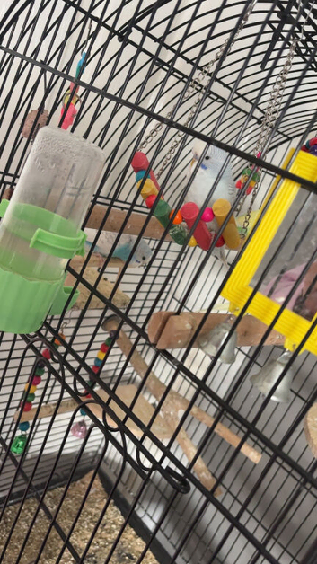 2 male 2 female