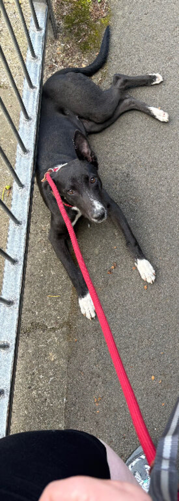 Lurcher