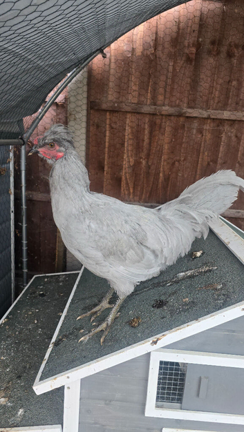 Male Lavender Araucana
