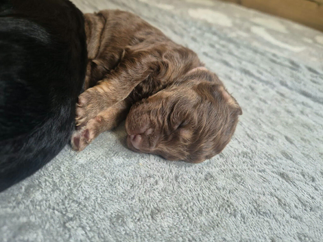 7 gorgeous double doodle puppies