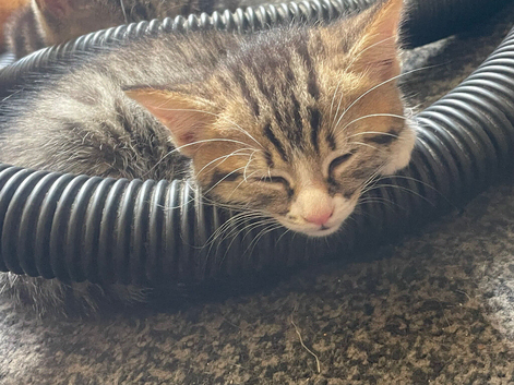 Kittens for sail also have ginger girls