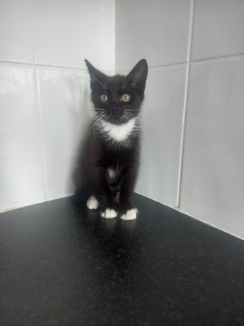 6 month old neutered kittens
