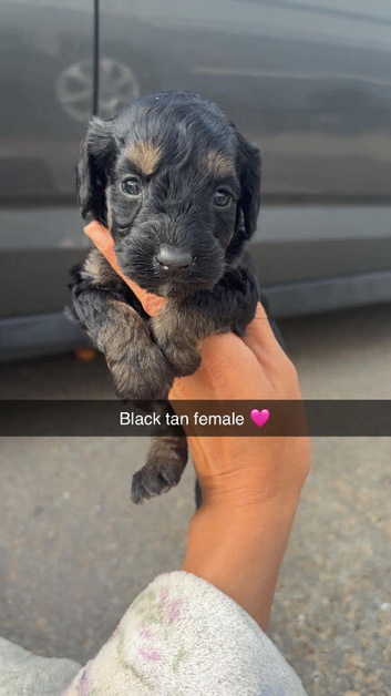 Last 4 beautiful cockapoo puppies