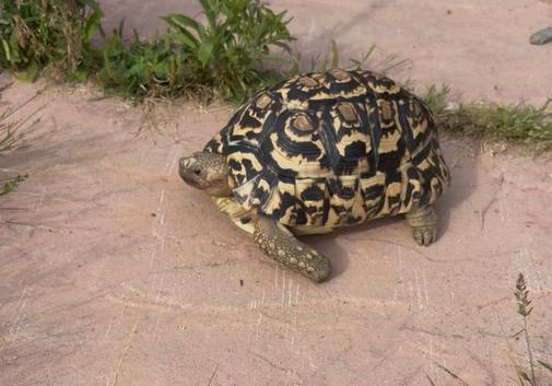 Ivory Leopard Tortoise 6 yrs