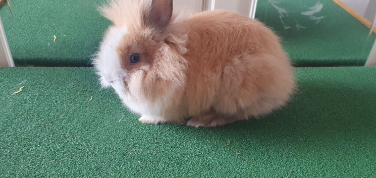 1 girls 1 boy lionhead rabbit