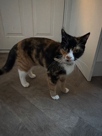 I have two cats for sale a female and a male