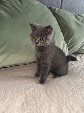 Blue British shorthair Kittens brother & Sister