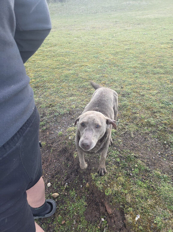 Kc Labrador