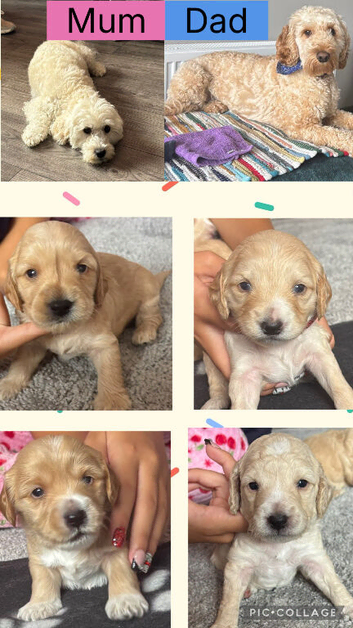 4 beautiful cockapoo boys left out of litter of 7