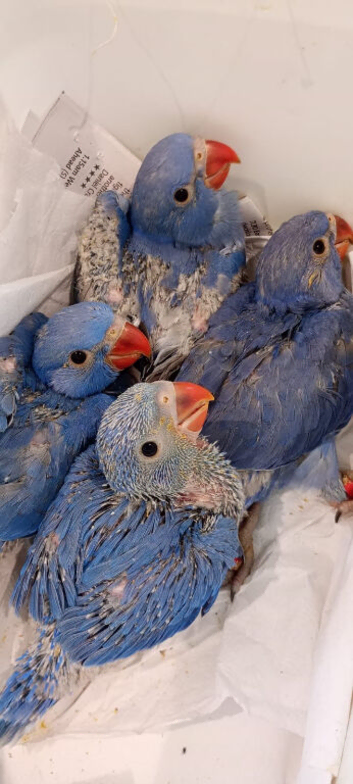 BLUE INDIAN RINGNECK PARROTS &ndash; TAMED & FRIENDLY  6 weeks old