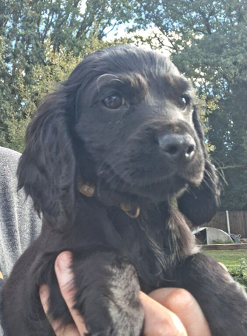 KC Registered working cocker spaniel puppies