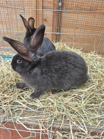 Rabbits ready for homes