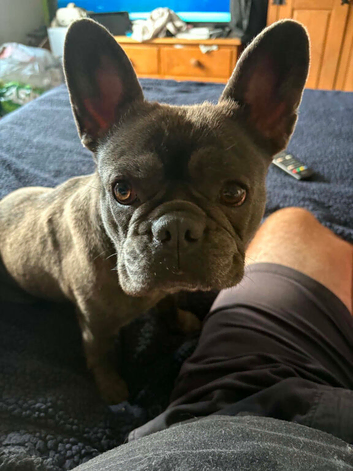 French bull dog