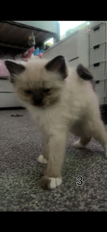 Ragdoll kittens