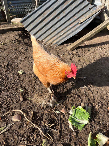 Warren Hens