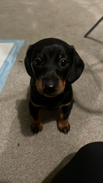Beautiful miniature dachshund puppies bk/tan