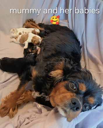 Health Tested Cavalier King Charles