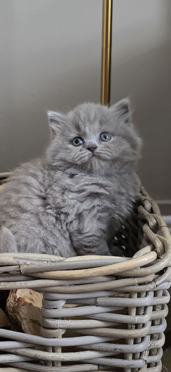 Stunning GCCF lilac British Longhair