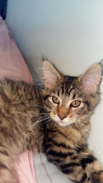 Maine coon kitten