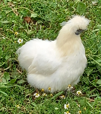 Unrelated pair of bearded silkies
