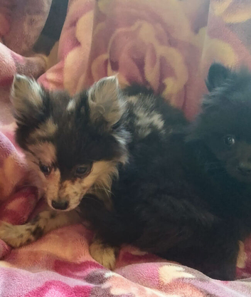 Pomeranians two boys one girl