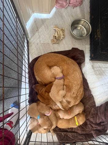 KC registered fox red Labradors