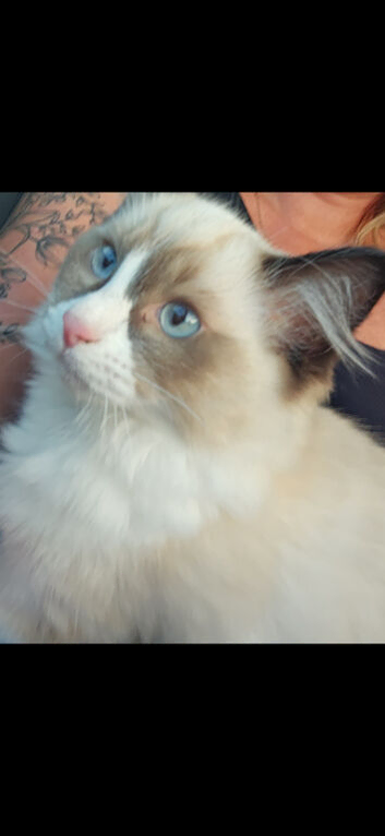 Ragdoll Kittens, Purebread
