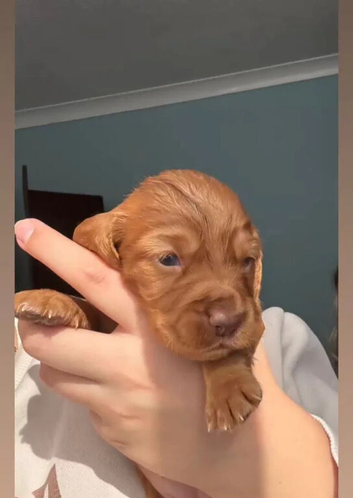 Beautiful litters!!kc reg