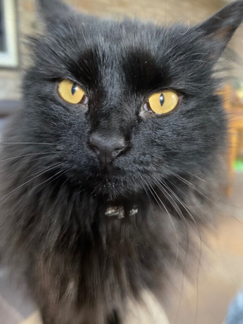 Black part Bred Maine Coon