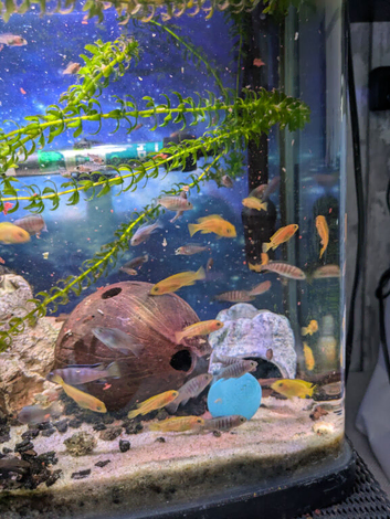 Juvenile Salousi and Pseudotropheus kingsizei cichlids for sale