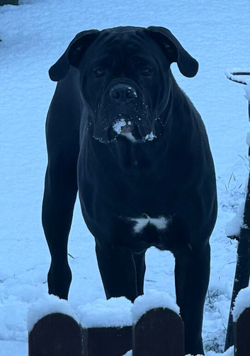 9 month old cane corso