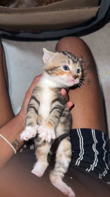 Kittens for sale