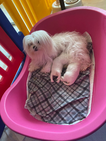 KC Reg Maltese Puppies