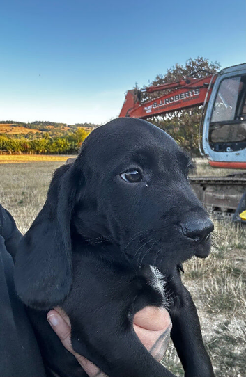 Bavarian Mountain Hound x Springer Spaniels
