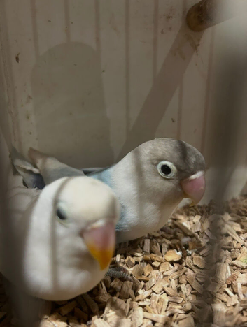 Lovely bonded pair of love birds
