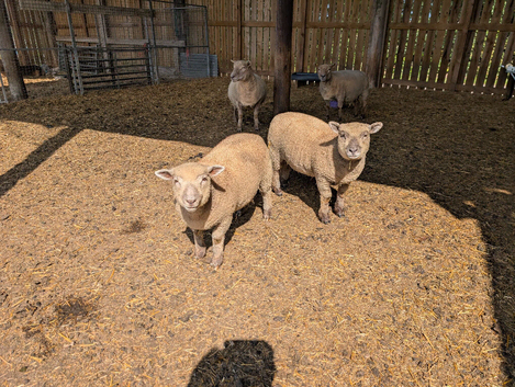 Southdown x Ryeland
